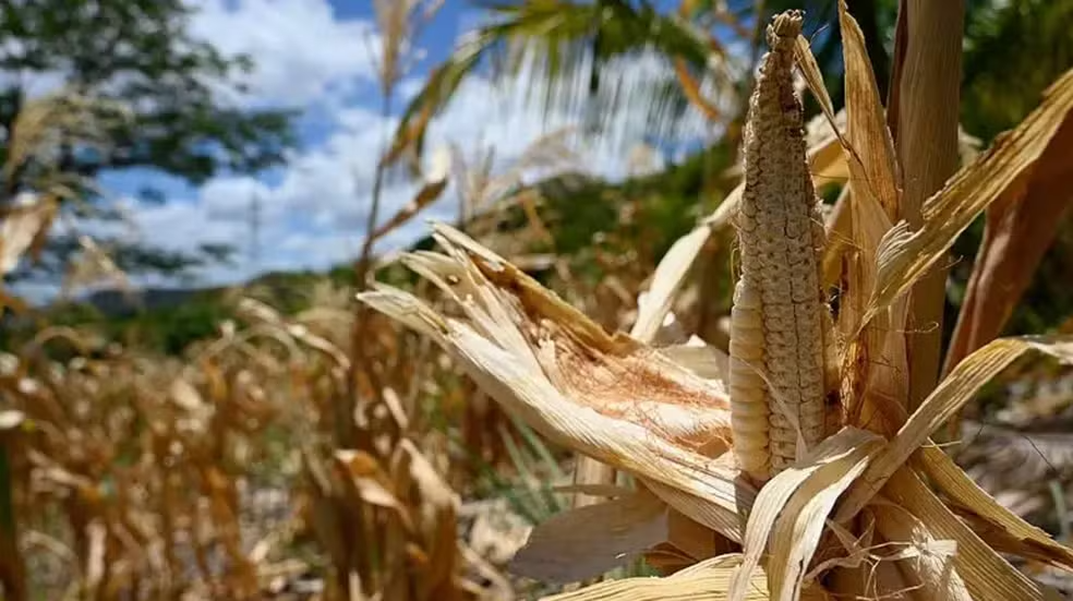 Impacto do El Niño provoca seca severa e fome no Corredor Seco